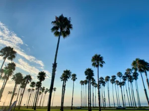 Palm Trees Against the Blue Sky in Santa Barbara, California | Luxury USA Holidays | The Ultimate Travel Company