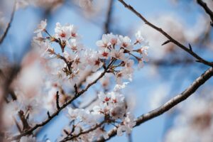 The Cherry Blossoms in Taiwan | Taiwan Holidays | The Ultimate Travel Company