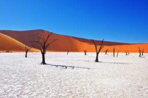 Dead Camelthorn Trees Against the Red Dunes of the Sossusvlei | Luxury Namibia Holidays 2025, 2026 & 2027 | The Ultimate Travel Company