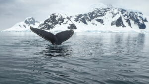 Humpback Whale Tail Pointing Out of the Icy Waters of Antarctica | Antarctica Cruises | Antarctica Cruises | The Ultimate Travel Company