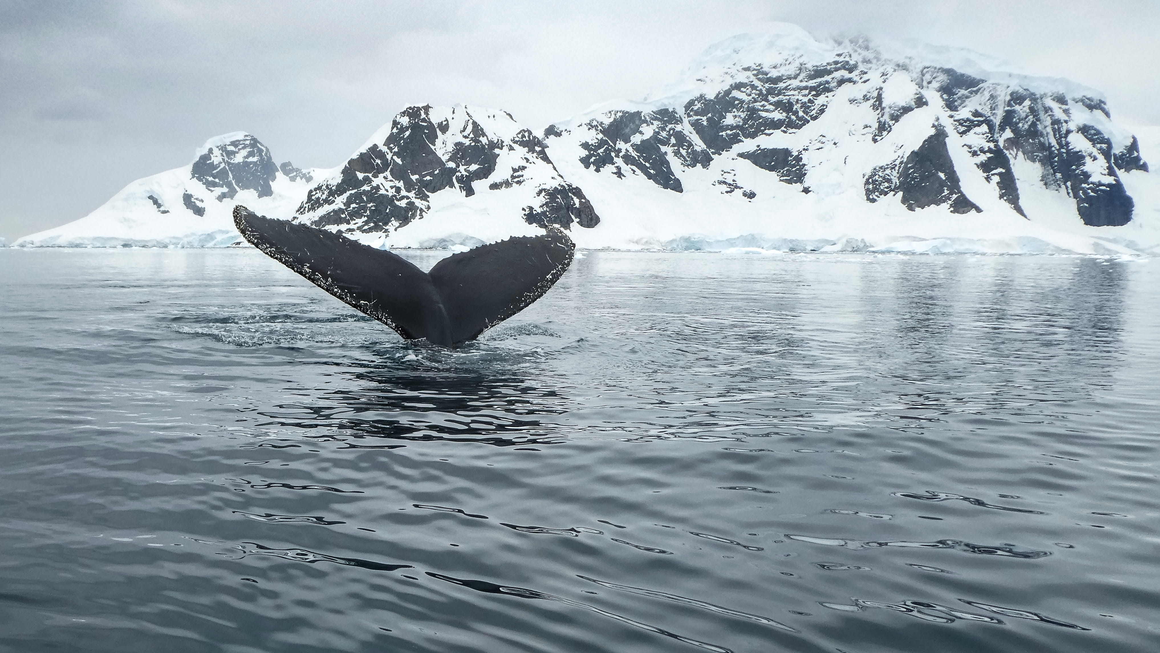 Arctic & Antarctica | Humpback Whale | The Ultimate Travel Company