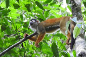 Osa Peninsula And Corcovado | Corcovado National Park | Ultimate Travel Company