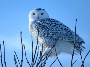 Manitoba | Seacoast Snowy Owl | Ultimate Travel Company