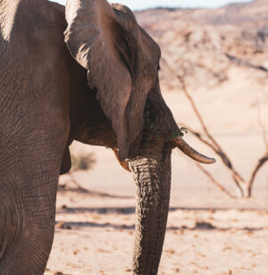 Namibia | Damaraland | Ultimate Travel Company