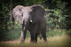 Malawi | Elephant | Ultimate Travel Company