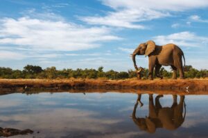A Single Elephant Near the Water | Luxury Tailor-Made Botswana Safaris & Holidays | The Ultimate Travel Company