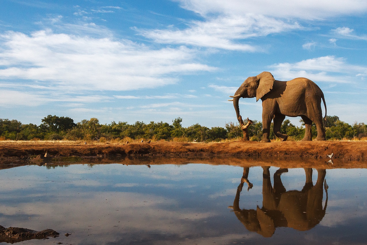 A Single Elephant Near the Water | Luxury Tailor-Made Botswana Safaris & Holidays | The Ultimate Travel Company