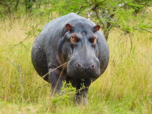 AKAGERA NATIONAL PARK | The Big Five in Rwanda's Untamed Wilderness | The Ultimate Travel Company