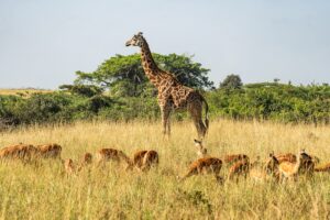 Female Giraffe and Impalas in Nyerere National Park, previously Selous Game Reserve | Tanzania Safaris | Tanzania Holidays | The Ultimate Travel Company