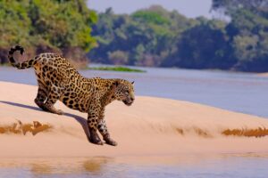 Female Jaguar Panthera Near the Cuiaba River in the Brazilian Pantanal | Luxury Brazil Holidays | The Ultimate Travel Company