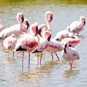 Flamingos in Lake Manyara National Park | Tanzania Safaris | Tanzania Holidays | The Ultimate Travel Company