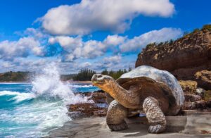 Galapagos Giant Tortoise | Luxury Galapagos Islands Holidays | The Ultimate Travel Company