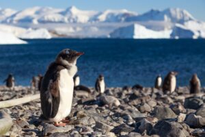 Gentoo Penguins on Cuverville Island | Antarctica Holidays and Antarctica Cruises | The Ultimate Travel Company