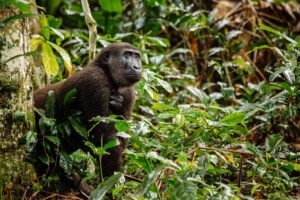Monkey in Odzala-Kokoua National Park | Luxury Republic of the Congo Holidays | The Ultimate Travel Company