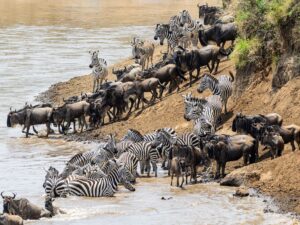 Wildebeest and Zebras Crossing the Mara River for the Great Migration | Tanzania Safaris | Tanzania Holidays | The Ultimate Travel Company