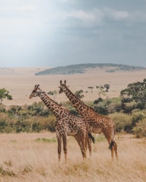 Two Giraffes Across the Grass Plains | Kenya Holidays | Kenya Safaris | The Ultimate Travel Company