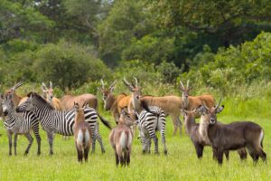 Herbivores in Katavi National Park | Tanzania Safaris | Tanzania Holidays | The Ultimate Travel Company