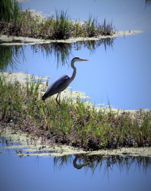 The Pantanal | Heron | Ultimate Travel Company