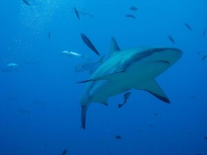 Honduras | Shark | Ultimate Travel Company