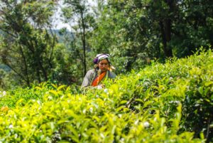 Hill Country | Sri Lanka | Ultimate Travel Company