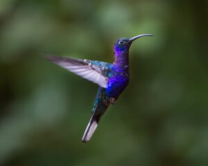Violet Sabrewing Bird in Arenal and Cloud Forests | Costa Rica Holidays | The Ultimate Travel Company