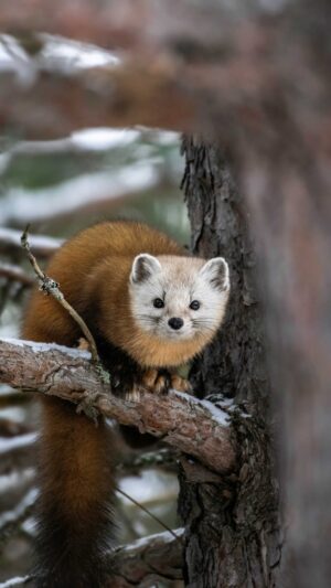 Ontario | Pine Marten | Ultimate Travel Company