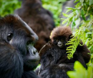 Gorillas in Rwanda | Luxury Rwanda Holidays | The Ultimate Travel Company