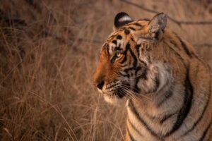 Ranthambore National Park | Wildlife | Ultimate Travel Company