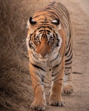 Ranthambore National Park | Wildlife | Ultimate Travel Company