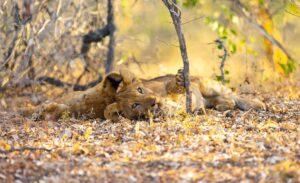 Lion Cubs Hiding Under a Tree in Nyerere National Park, Selous Game Reserve | Tanzania Safari | Tanzania Holidays | The Ultimate Travel Company