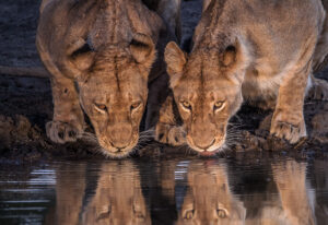 Two Lionesses Drinking from Water Source in Kruger National Park | South Africa Safaris | South Africa Holidays | The Ultimate Travel Company