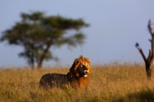 Lion in Serengeti National Park | Tanzania Safari | Tanzania Holidays | The Ultimate Travel Company