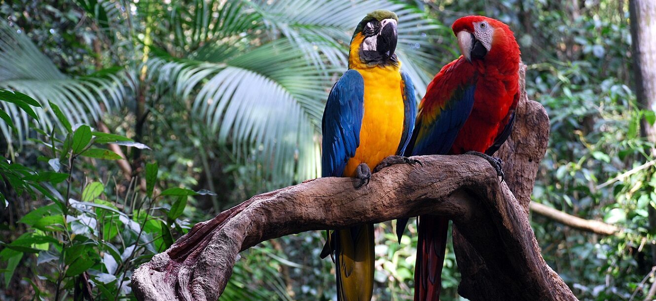 Two Macaw in the Peruvian Amazon Rainforest | Peru Holidays | The Ultimate Travel Company