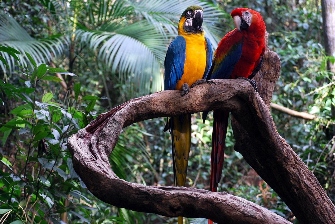Two Macaw in the Peruvian Amazon Rainforest | Peru Holidays | The Ultimate Travel Company