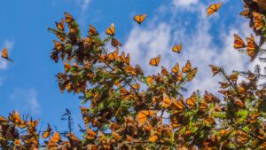 Monarch Butterflies on a Tree Branch in Michoacan | Luxury Mexico Holidays | The Ultimate Travel Company