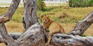 Lion in Nyerere National Park, previously Selous Game Reserve | Tanzania Safaris | Tanzania Holidays | The Ultimate Travel Company