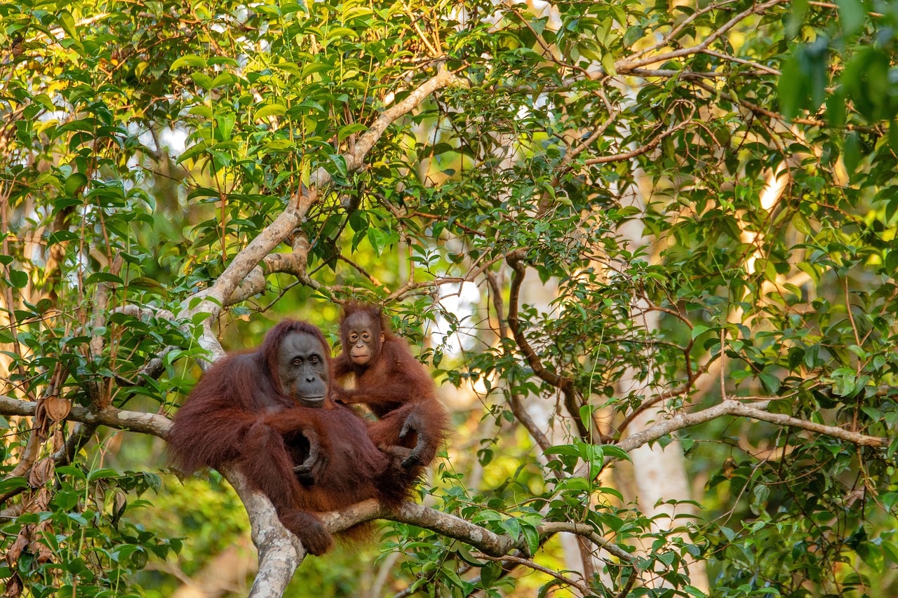 Two Orangutans in the Trees | Tailor-Made Luxury Borneo Holidays 2025, 2026 & 2027 | The Ultimate Travel Company