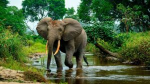 Elephant in the Republic of the Congo | Luxury Republic of Congo Holidays | The Ultimate Travel Company