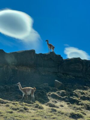 Torres Del Paine | Guanacos | Ultimate Travel Company