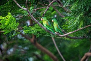 Green Parrots in Nicaragua | Costa Rica Holidays | Nicaragua Holidays | The Ultimate Travel Company