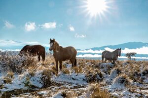 Chilean Patagonia | Horse | Ultimate Travel Company