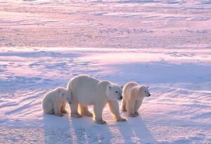 Polar Bear with Two Cubs in the Canadian Arctic | Luxury Canada Holidays | The Ultimate Travel Company