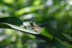 Wild Frog on a Leaf in the Danum Valley | Borneo Holidays | The Ultimate Travel Company