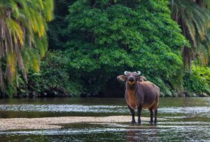 Animal in the Rainforest | Luxury Republic of the Congo Holidays | The Ultimate Travel Company