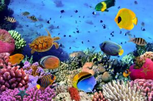 Coral Colony Under the Red Sea | Egypt | The Ultimate Travel Company
