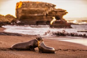 Galapagos Sea Lions Seen on Ecuador and Galapagos Holidays | Ecuador and the Galapagos Islands | The Ultimate Travel Company