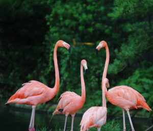 Flamingos | Luxury Mozambique Holidays | The Ultimate Travel Company