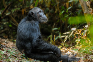 A Chimpanzee in the Mahale Mountains | Luxury Tanzania Holidays | The Ultimate Travel Company