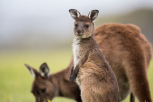 A Joey Western Grey Kangaroo on Kangaroo Island | Australia Holidays | The Ultimate Travel Company