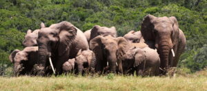 Eastern Cape | Eastern Cape Wildlife | Ultimate Travel Company